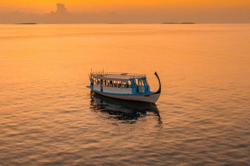 Dolphin Cruise